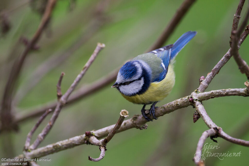 Eurasian Blue Tit