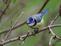 Eurasian Blue Tit