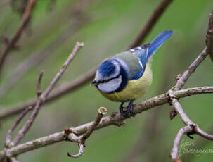 Mésange bleue