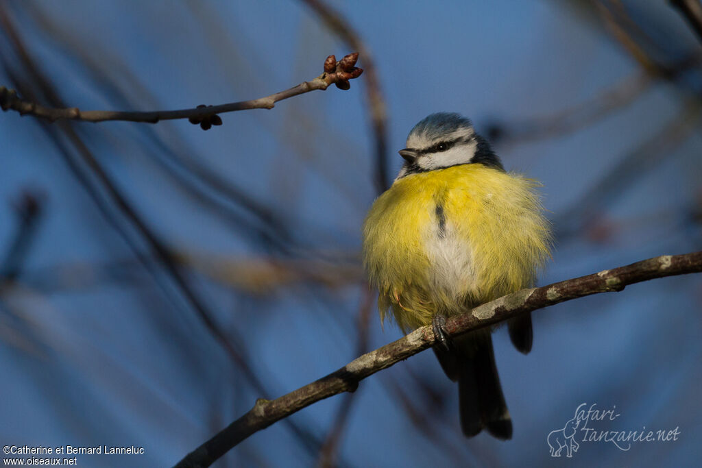 Eurasian Blue Tit