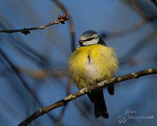 Eurasian Blue Tit