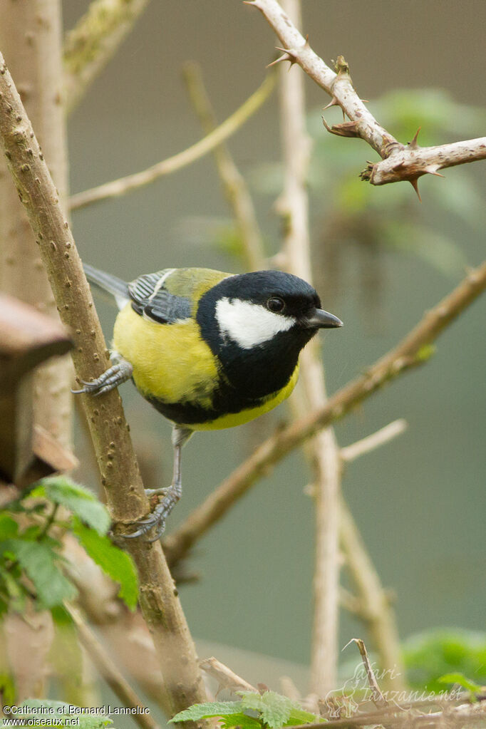 Mésange charbonnière