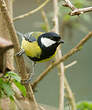 Mésange charbonnière