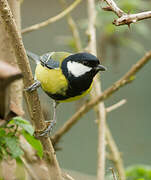 Great Tit