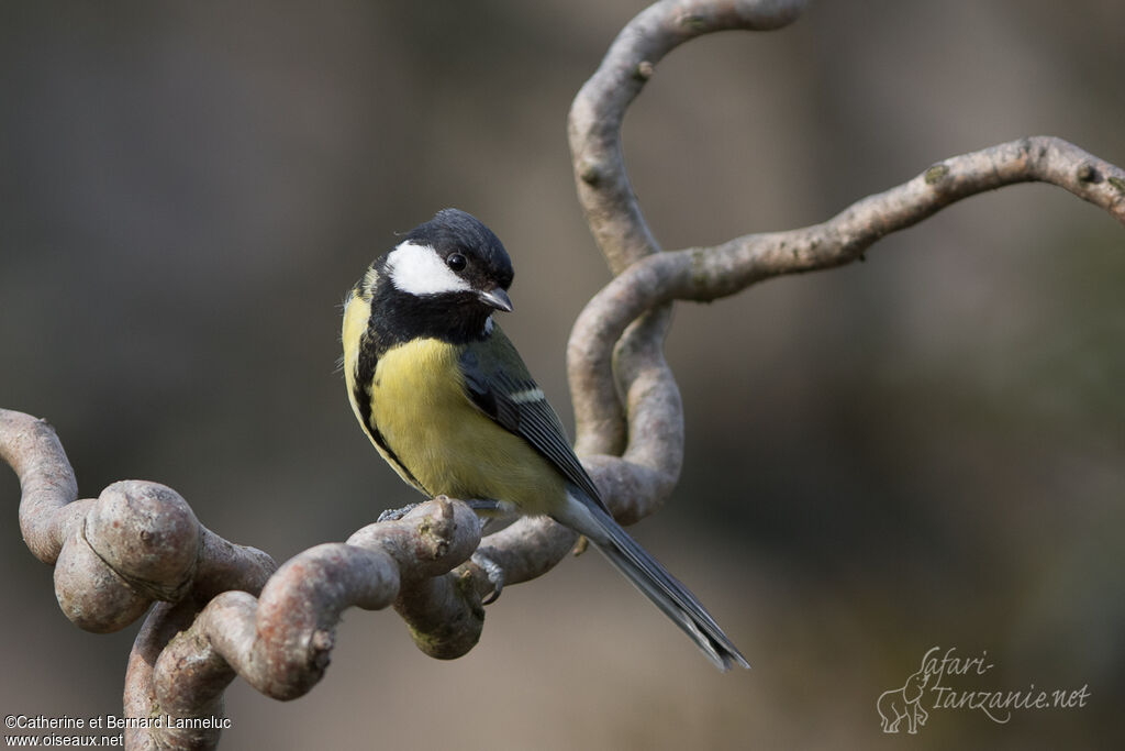 Mésange charbonnièreadulte