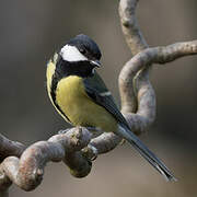 Great Tit