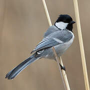 Great Tit