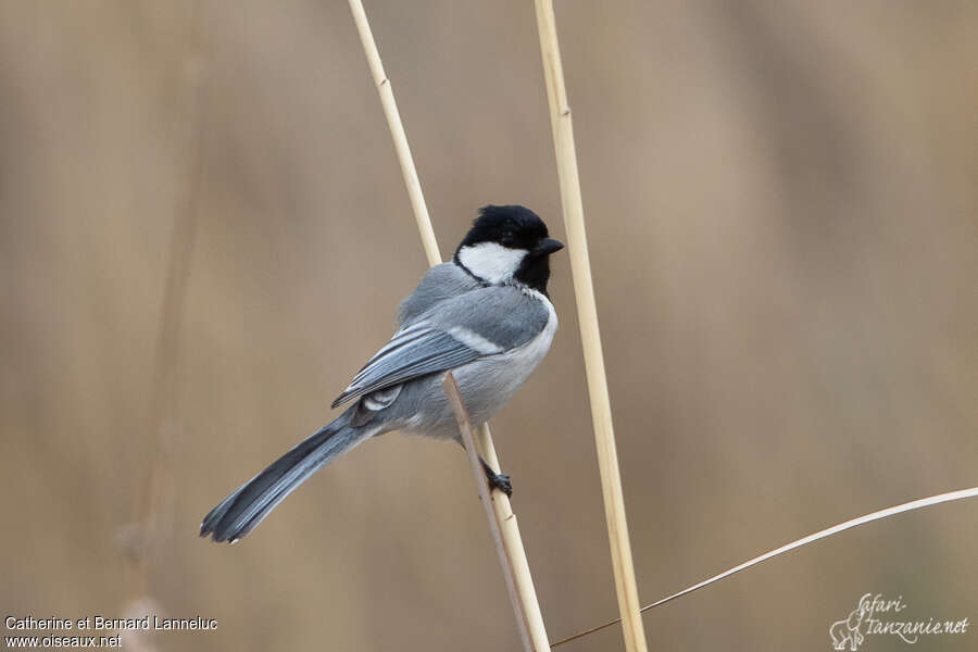 Great Tit (bokharensis)adult, identification