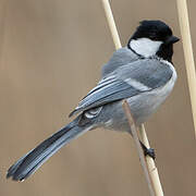 Great Tit (bokharensis)