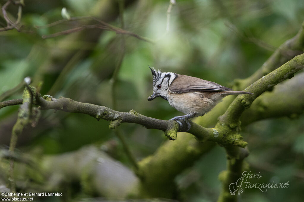 European Crested Tit