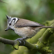 Mésange huppée