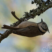 European Crested Tit