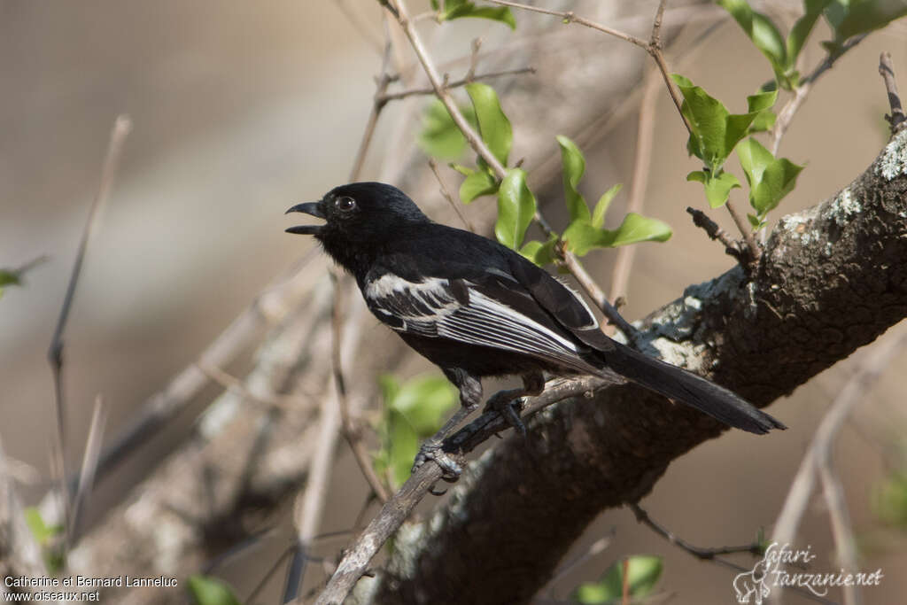 Mésange nègreadulte, identification