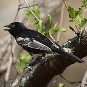 Southern Black Tit