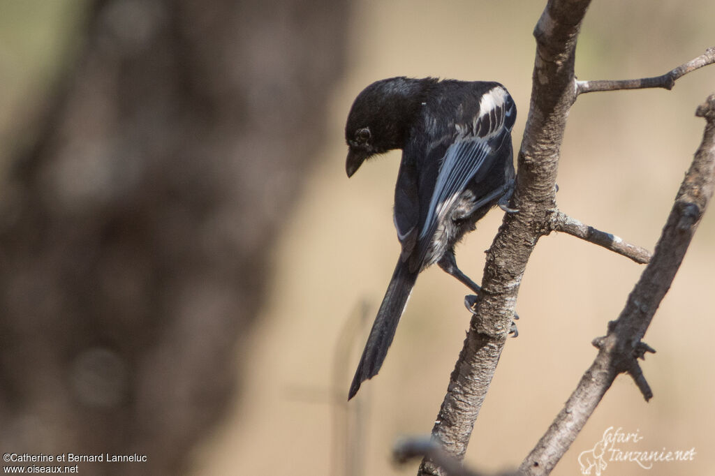 Mésange nègreadulte, identification