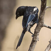 Southern Black Tit