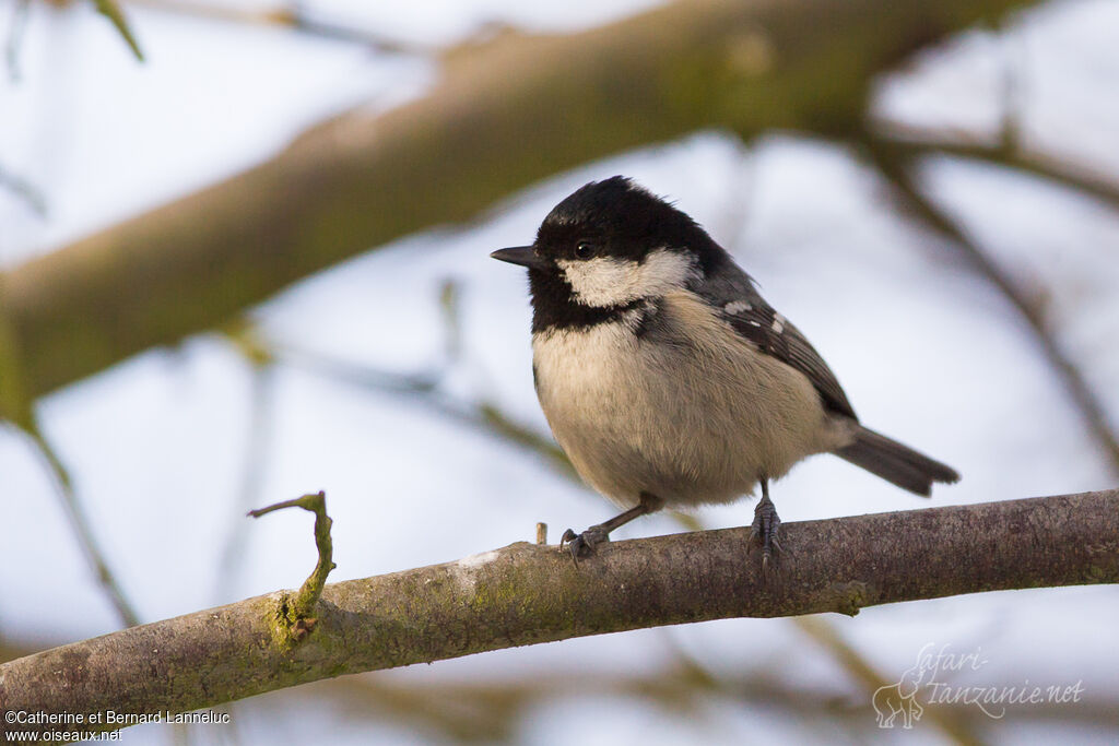 Coal Tit