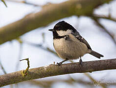 Coal Tit