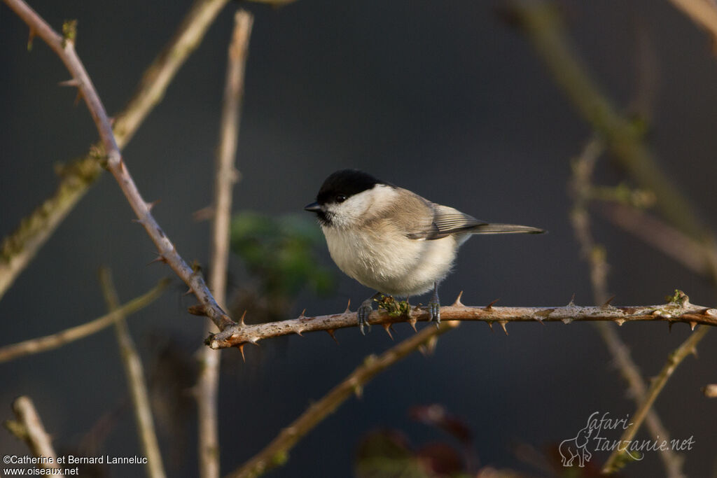 Mésange nonnette