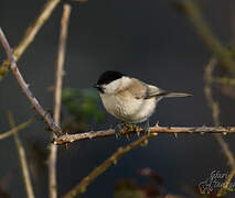 Marsh Tit