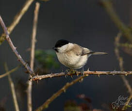 Mésange nonnette