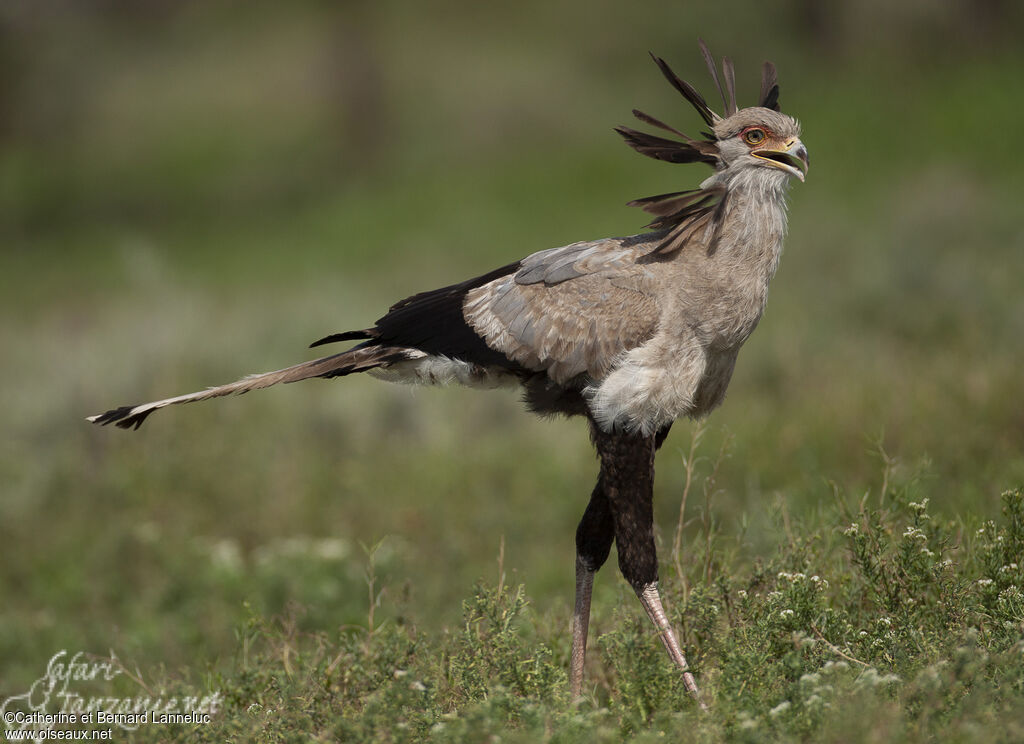 Secretarybirdadult, identification