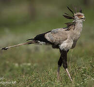 Secretarybird