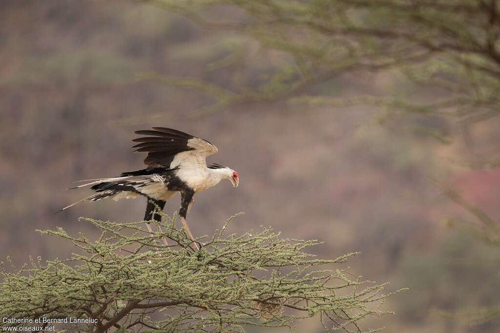 Secretarybirdadult, habitat, Behaviour