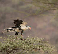 Secretarybird