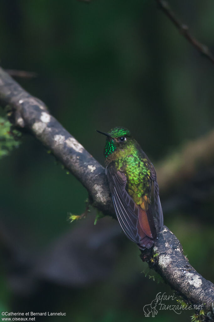 Tyrian Metaltail male adult, identification