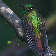 Tyrian Metaltail