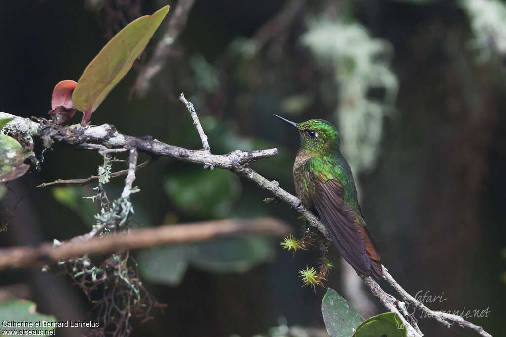 Tyrian Metaltail male immature, identification