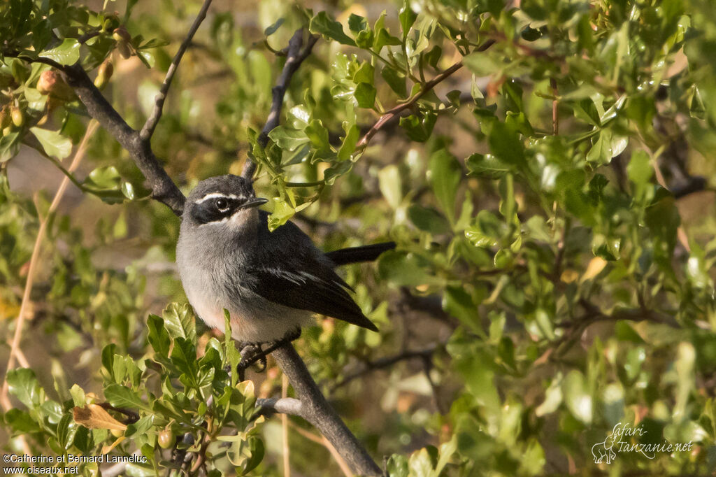 Fairy Flycatcheradult, identification