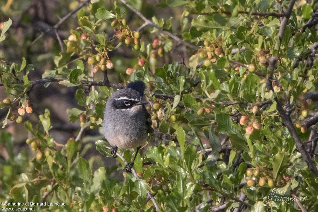 Mignard enchanteuradulte, identification