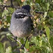 Fairy Flycatcher