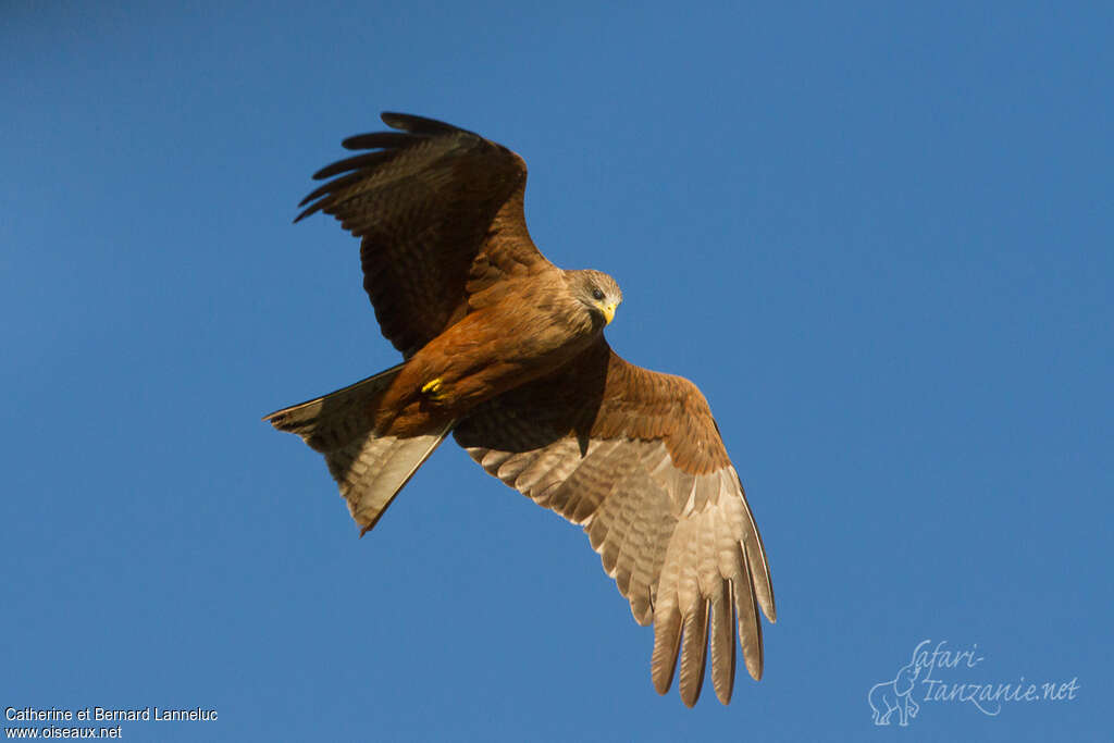 Yellow-billed Kiteadult, Flight