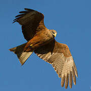 Yellow-billed Kite