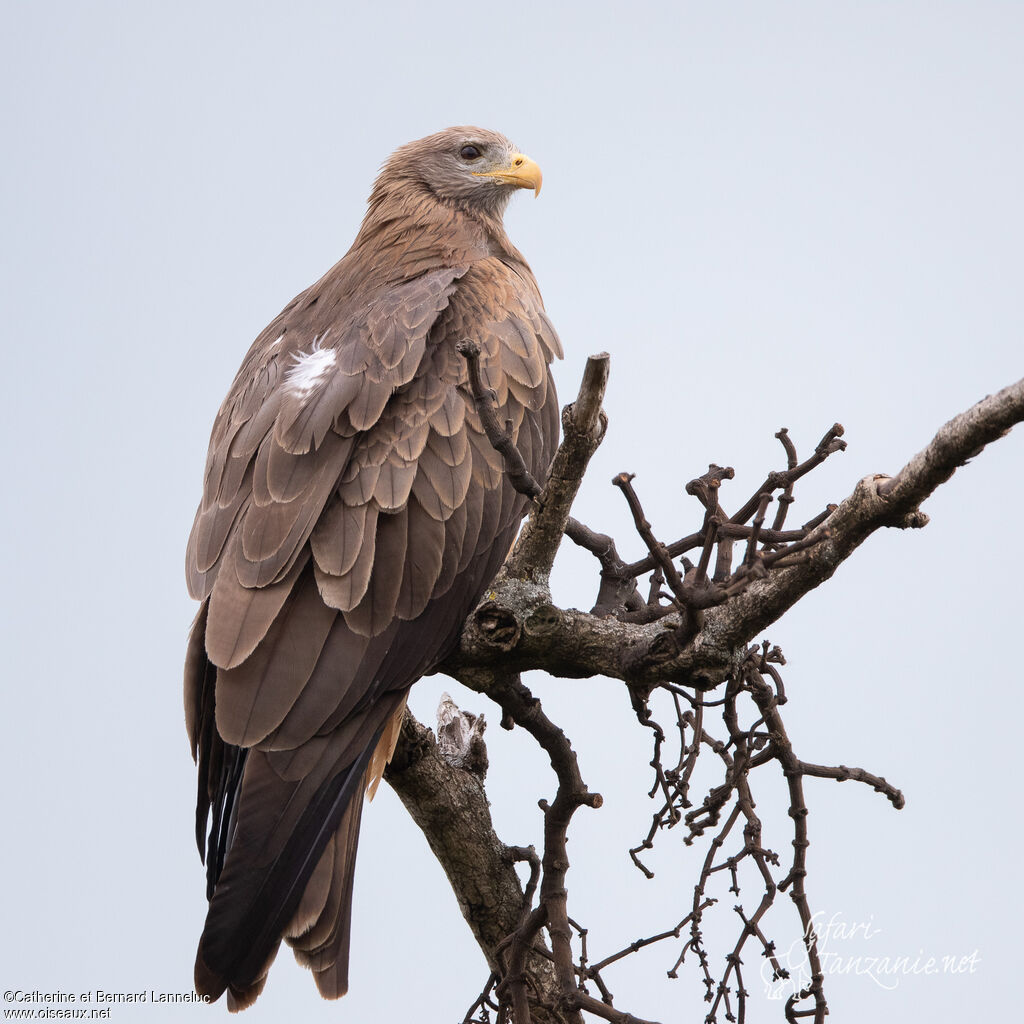 Yellow-billed Kiteadult, identification