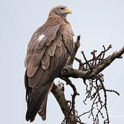 Yellow-billed Kite