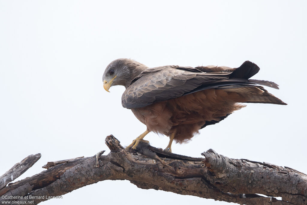 Yellow-billed Kiteadult, feeding habits, fishing/hunting