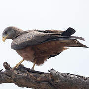 Yellow-billed Kite