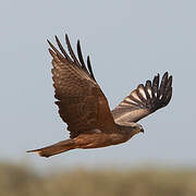 Black Kite