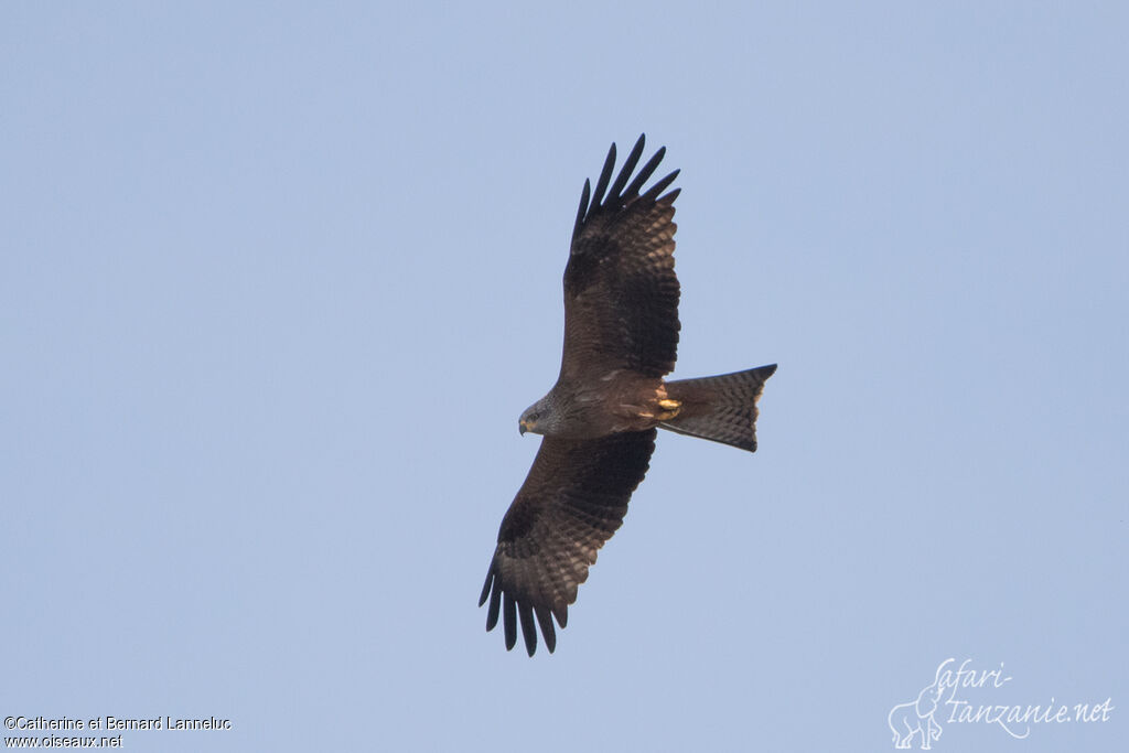 Black Kiteadult, Flight