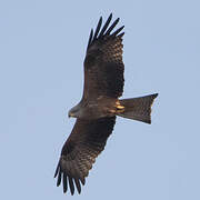 Black Kite