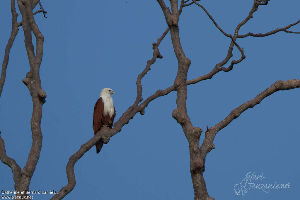 Brahminy Kiteadult, identification