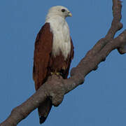 Brahminy Kite