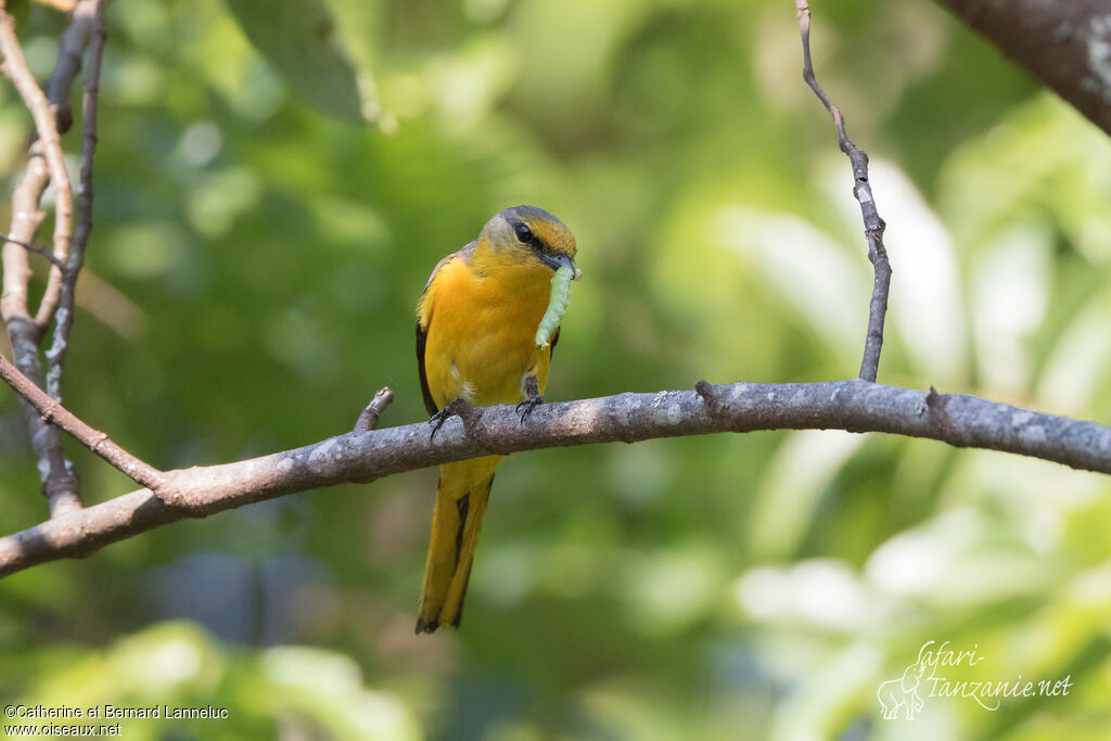 Short-billed Minivet female adult, feeding habits