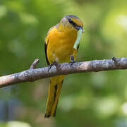 Minivet à bec court