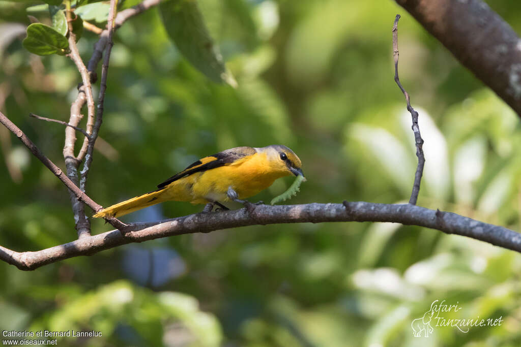 Minivet à bec court femelle adulte