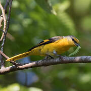 Minivet à bec court